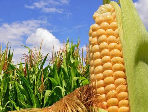玉米收儲改革把農(nóng)民推向市場，什么玉米價(jià)格會漲？ 