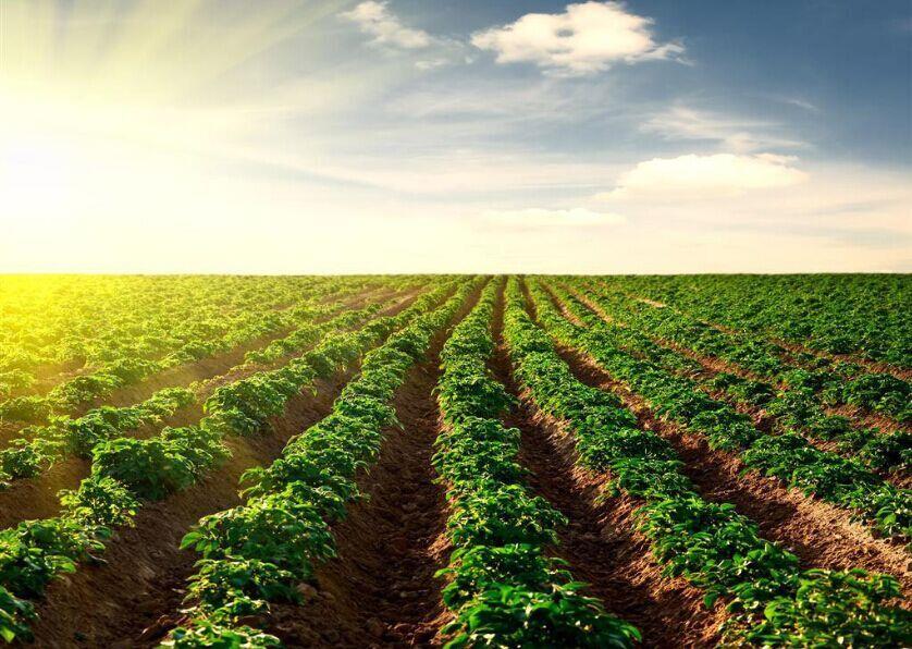 種業(yè)頂風(fēng)前行，必須看清十大形勢！