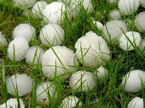 冰雹肆虐致多地作物絕收，急救措施可知曉？