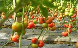 西紅柿根腫病的病害癥狀、發(fā)生規(guī)律及防治措施