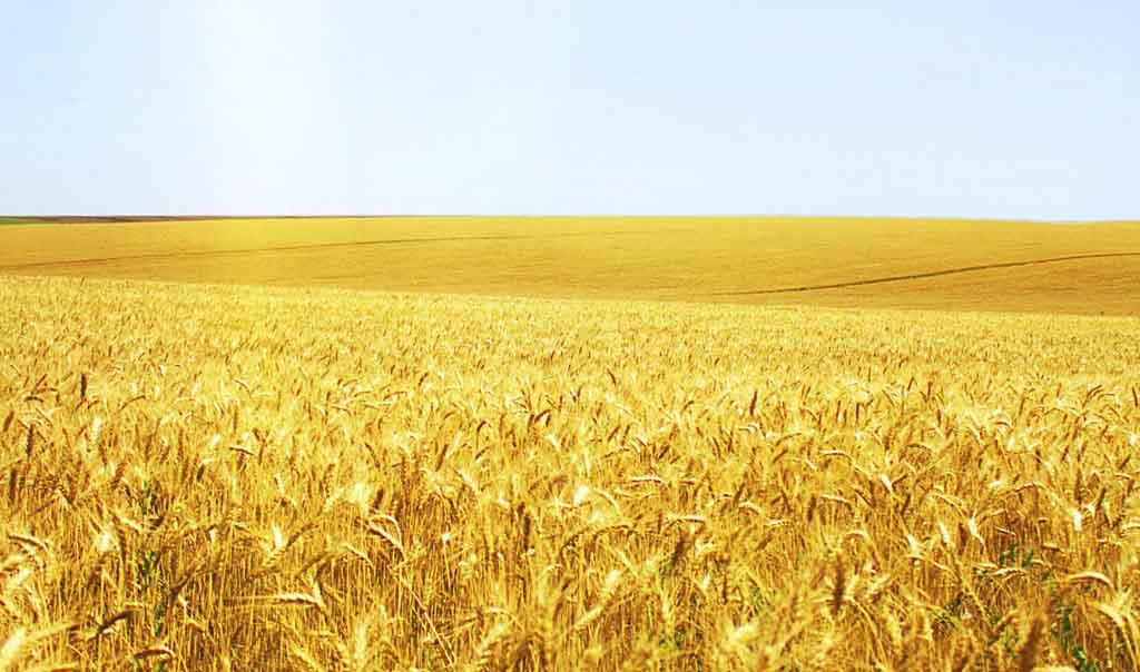 小麥冬前管理關鍵期，做好這些來年才能豐收豐產(chǎn)！