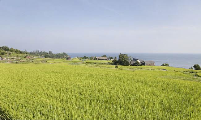 全國農(nóng)業(yè)技術(shù)推廣服務(wù)中心發(fā)布水稻病蟲情報，預(yù)計水稻紋枯病發(fā)生偏重