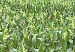 玉米葉片卷曲怎么回事？專家給出答案