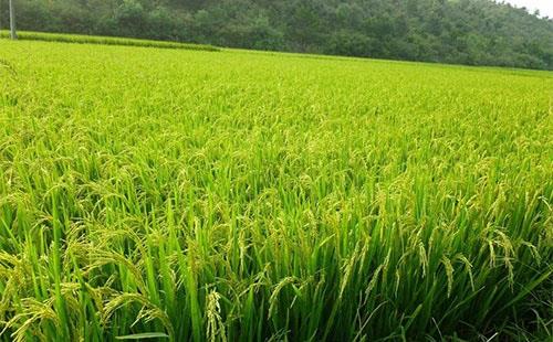 稻田雜草抗藥性不斷增強(qiáng)，農(nóng)戶們該如何有效應(yīng)對？