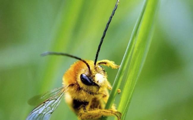 新煙堿類農(nóng)藥已進入衰退期，呋蟲胺將何去何從？