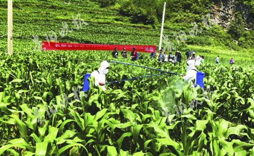 發(fā)生提前，5種藥劑退出國家推薦名單，今年草地貪夜蛾防控形勢依然嚴峻！